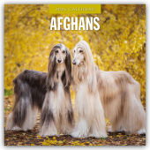 Afghans - Afghanischer Windhund 2025 - 16-Monatskalender