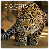 Big Cats - Raubkatzen - Löwen Tiger Geparden Leoparden 2025 - 16-Monatskalender