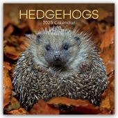 Hedgehogs - Igel 2025 - 16-Monatskalender