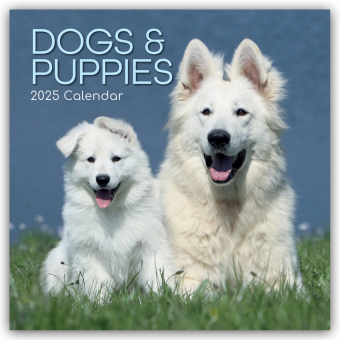 Dogs and Puppies - Hunde und Welpen 2025 - 16-Monatskalender