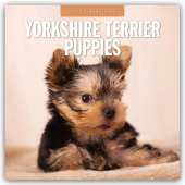 Yorkshire Terrier Puppies - Yorkshire Terrier Hundewelpen 2025 - 16-Monatskalender