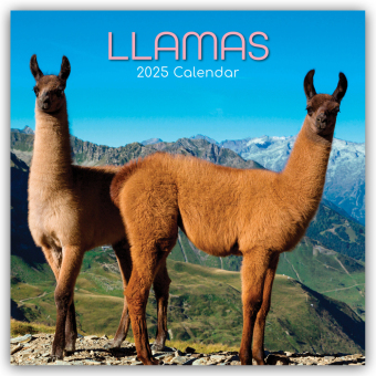 Llamas - Lamas 2025 - 16-Monatskalender
