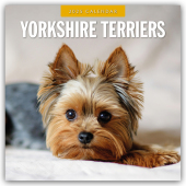 Yorkshire Terriers - Yorkshire Terrier 2025 - 16-Monatskalender