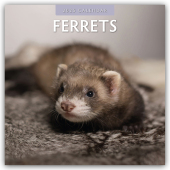 Ferrets - Frettchen 2025 - 16-Monatskalender