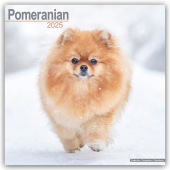 Pomeranians - Zwergspitz - Pomeranian Zwergspitz 2025 - 16-Monatskalender