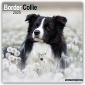 Border Collie 2025 - 16-Monatskalender