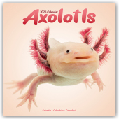 Axolotls - Mexikanischer Schwanzlurch 2025 - 16-Monatskalender
