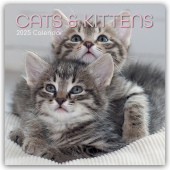 Cats and Kittens - Katzen und Kätzchen 2025 - 16-Monatskalender