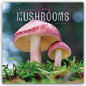 Mushrooms - Pilze 2025 - Wand-Kalender