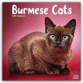 Burmese Cats - Burma Katzen 2025 - 16-Monatskalender