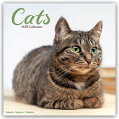 Cats - Katzen 2025 - 16-Monatskalender