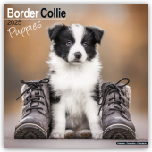 Border Collie Puppies - Border Collie Welpen 2025 - 16-Monatskalender