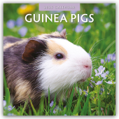 Guinea Pigs - Meerschweinchen 2025 - 16-Monatskalender
