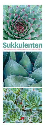 Sukkulenten Triplet-Kalender 2026 | Kakteen, Agaven & Co