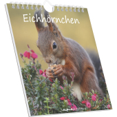 Alpha Edition - Eichhörnchen 2026 - Postkartenkalender 16×17 cm mit 53 charmanten Motiven, dekorativer Tisch- & Wandkale